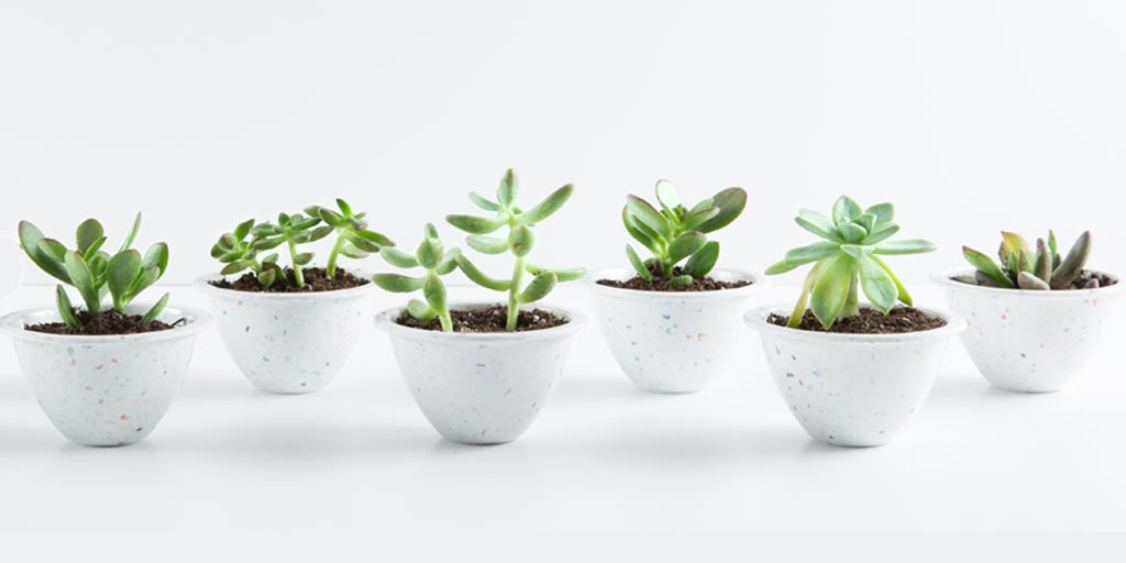 Summer Sustainability: Starting a Home Garden