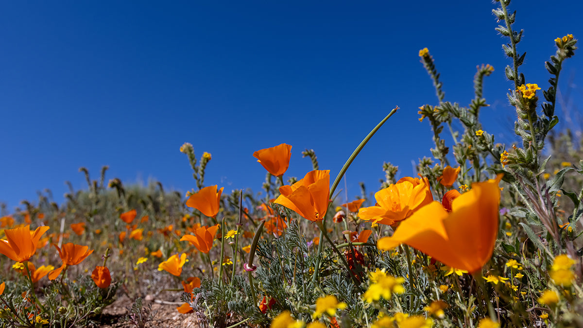 Bright golden poppy flowers at Antelope Valley, California in spring time